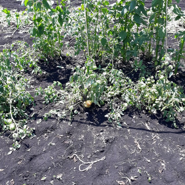 Russo Family Farms photo 6